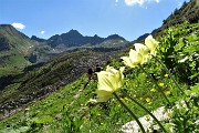 34 Pulsatilla alpina sulfurea con in alto Cima Cadelle